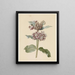 van Asclepias-soorten met bloemen - Jan Jacob Goteling Vinnis — ingelijst kunstwerk aan de muur