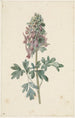 Corydale bulbeuse en fleur - Jan Jacob Goteling Vinnis — weergave van het kunstwerk
