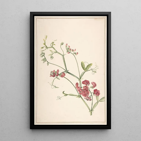 Jan Jansz van der Vinne - Perennial Pea.webp