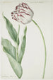 Tulipe Groot Roy van Frankrijk - Jan Laurensz van der Vinne — weergave van het kunstwerk
