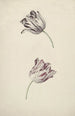 Twee rode en witte tulpen - Jan Laurensz van der Vinne — weergave van het kunstwerk