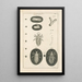 L: Kunstdruk van het boek van de natuur of Het verhaal van de insecten Pl01 - Jan Swammerdam — ingelijst kunstwerk aan de muur