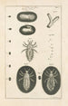 L: Kunstdruk van het boek van de natuur of Het verhaal van de insecten Pl01 - Jan Swammerdam — weergave van het kunstwerk