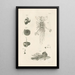 Le livre de la nature ou L'histoire des insectes Pl06 - Jan Swammerdam — ingelijst kunstwerk aan de muur