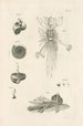 Le livre de la nature ou L'histoire des insectes Pl06 - Jan Swammerdam — weergave van het kunstwerk