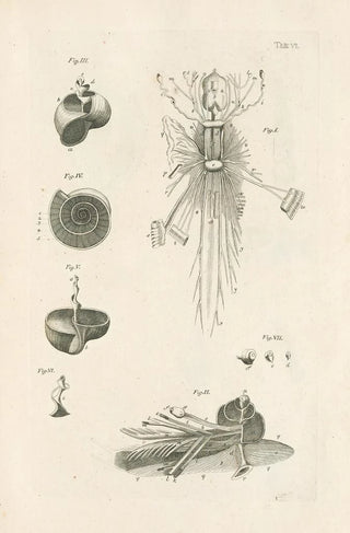 Jan Swammerdam - The book of nature or The history of insects Pl06.webp