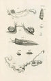 L: Kunstdruk van het boek van de natuur of Het verhaal van de insecten Pl08 - Jan Swammerdam — weergave van het kunstwerk