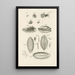 Le livre de la nature ou L'histoire des insectes Pl10 - Jan Swammerdam — ingelijst kunstwerk aan de muur