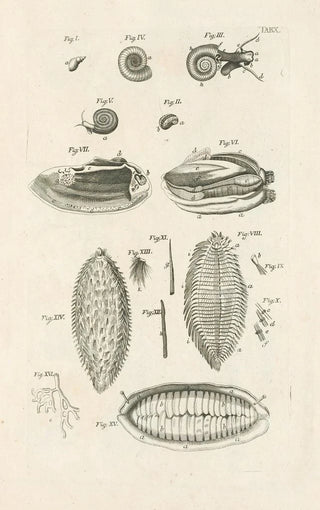Jan Swammerdam - The book of nature or The history of insects Pl10.webp
