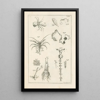 Jan Swammerdam - The book of nature or The history of insects Pl11.webp