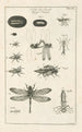 L: Kunstdruk van het boek van de natuur of L'histoire des insectes Pl12 - Jan Swammerdam — weergave van het kunstwerk