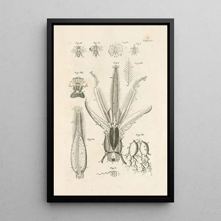 Jan Swammerdam - The book of nature or The history of insects Pl17.webp