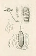 L boek van de natuur of De geschiedenis van de insecten Pl24 - Jan Swammerdam — weergave van het kunstwerk