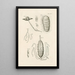 L boek van de natuur of De geschiedenis van de insecten Pl24 - Jan Swammerdam — ingelijst kunstwerk aan de muur