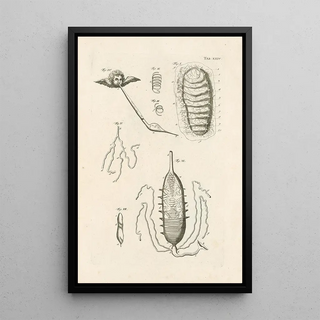 Jan Swammerdam - The book of nature or The history of insects Pl24.webp