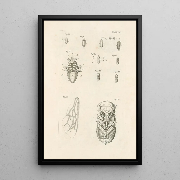 Jan Swammerdam - The book of nature or The history of insects Pl25.webp