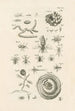 L: Kunstdruk van het boek de natuur of Het verhaal van de insecten Pl26 - Jan Swammerdam — weergave van het kunstwerk