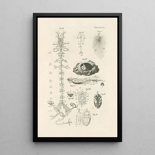 Jan Swammerdam - The book of nature or The history of insects Pl28.webp