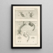 The Book of Nature or L'histoire des insectes Pl31 - Jan Swammerdam — framed artwork on a wall