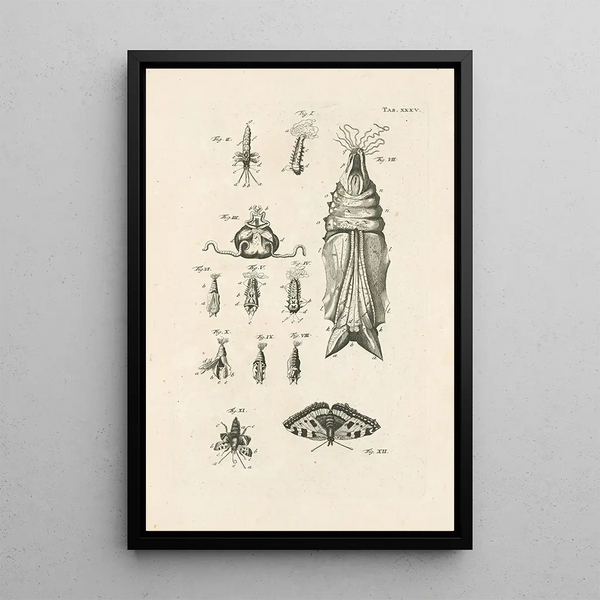 Jan Swammerdam - The book of nature or The history of insects Pl35.webp