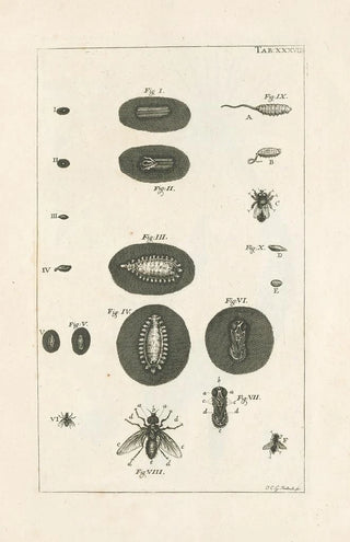 Jan Swammerdam - The book of nature or The history of insects Pl38.webp