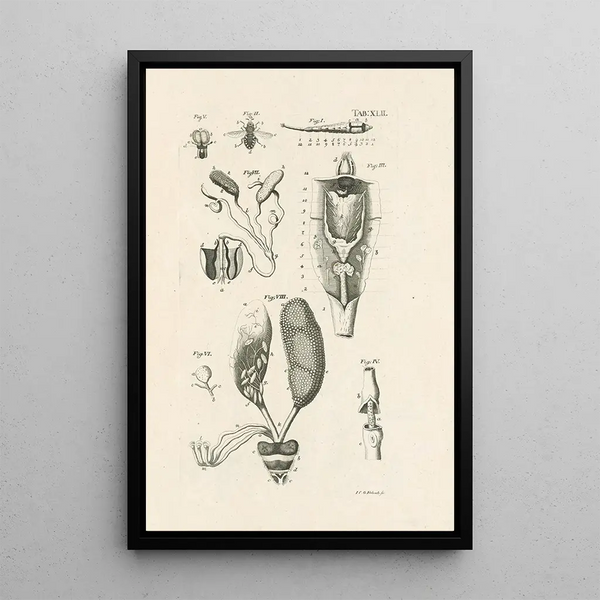 Jan Swammerdam - The book of nature or The history of insects Pl42.webp