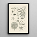 The Book of Nature or L'histoire des insectes Pl44 - Jan Swammerdam — framed artwork on a wall
