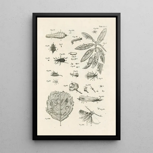Jan Swammerdam - The book of nature or The history of insects Pl44.webp