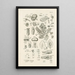 The Book of Nature or L'histoire des insectes Pl45 - Jan Swammerdam — framed artwork on a wall