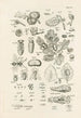 The Book of Nature or L'histoire des insectes Pl45 - Jan Swammerdam — artwork view