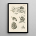 Het boek van de natuur of L'histoire des insectes Pl47 - Jan Swammerdam — ingelijst kunstwerk aan de muur