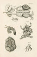 Het boek van de natuur of L'histoire des insectes Pl47 - Jan Swammerdam — weergave van het kunstwerk