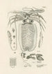L: Kunstdruk van het boek de natuur of Het verhaal van de insecten Pl50 - Jan Swammerdam — weergave van het kunstwerk