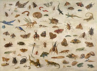 Jan Van Kessel The Elder - Insects batrachians shells and mouses.webp