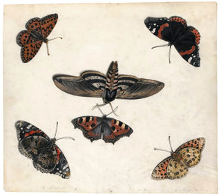 Jan Van Kessel The Elder - Studies Of Five Butterflies And A Hawk Moth.webp