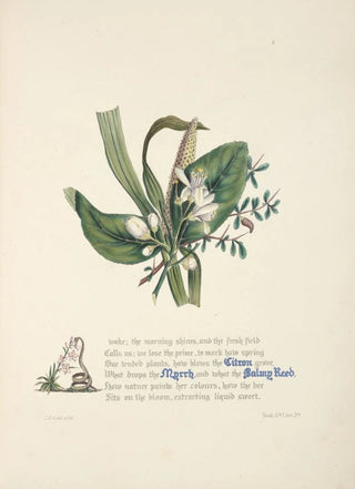 Jane Elizabeth Giraud - Citron myrrh and balmy reed.webp