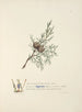 Cypress - Jane Elizabeth Giraud — artwork view