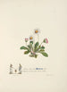 Marguerites - Jane Elizabeth Giraud — weergave van het kunstwerk