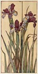 Iris - Jane P. Baker — weergave van het kunstwerk