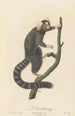 L'Ouistiti - Jean-Baptiste Audebert — artwork view