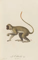Le Callitriche - Jean-Baptiste Audebert — artwork view