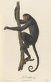 Le Coaïta - Jean-Baptiste Audebert — weergave van het kunstwerk