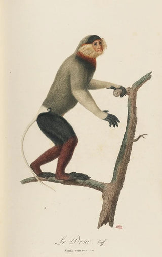 JeanBaptiste Audebert - Le Douc.webp