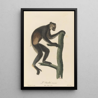 JeanBaptiste Audebert - Le Indri.webp