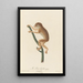 The Gray Loris - Jean-Baptiste Audebert — framed artwork on a wall