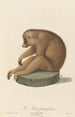 Le Loris paresseux - Jean-Baptiste Audebert — weergave van het kunstwerk