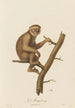 Le Magot - Jean-Baptiste Audebert — weergave van het kunstwerk