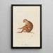Le Maimon - Jean-Baptiste Audebert — framed artwork on a wall