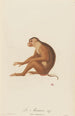 Le Maimon - Jean-Baptiste Audebert — artwork view