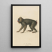 Le Mandrill - Jean-Baptiste Audebert — ingelijst kunstwerk aan de muur